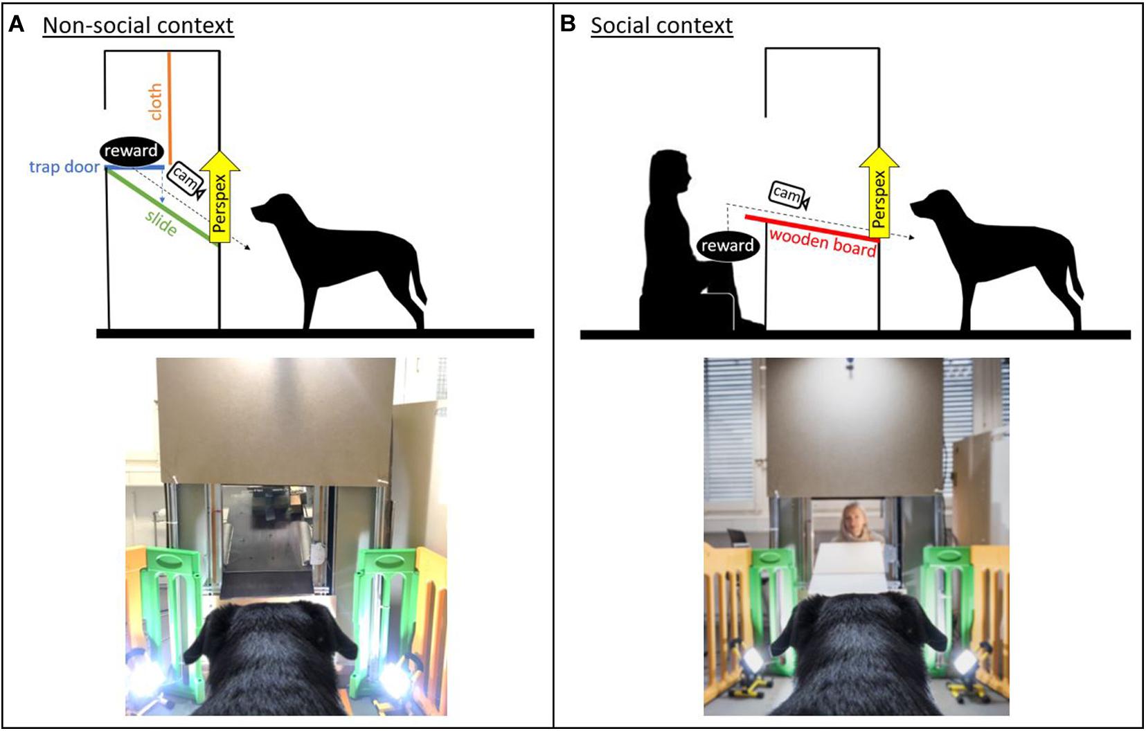 Baxter Dog Sex - Frontiers | 'Puppy Dog Eyes' Are Associated With Eye Movements, Not  Communication