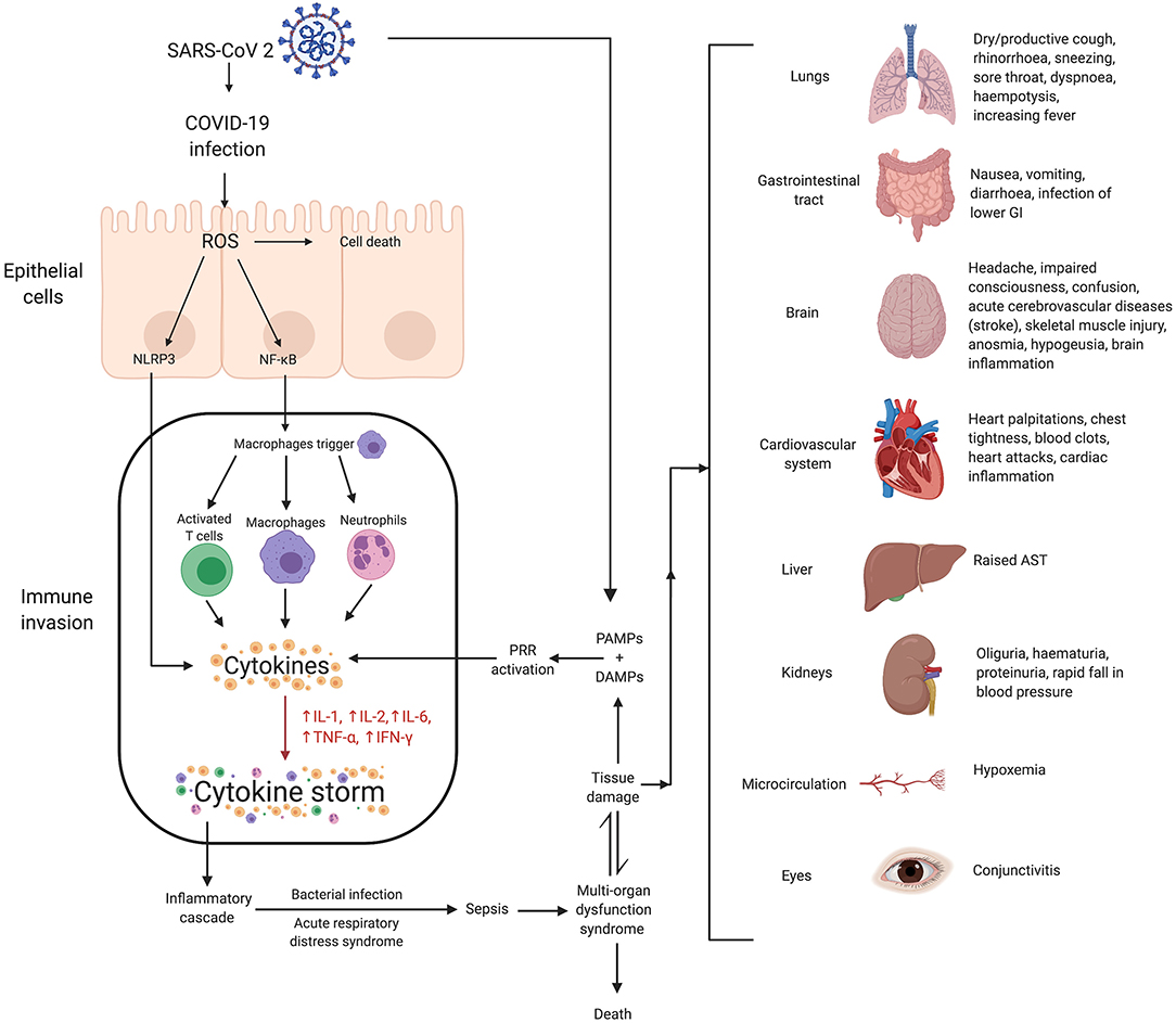 Understanding SARS-CoV-2-Mediated Inflammatory Responses: From Mechanisms  to Potential Therapeutic Tools