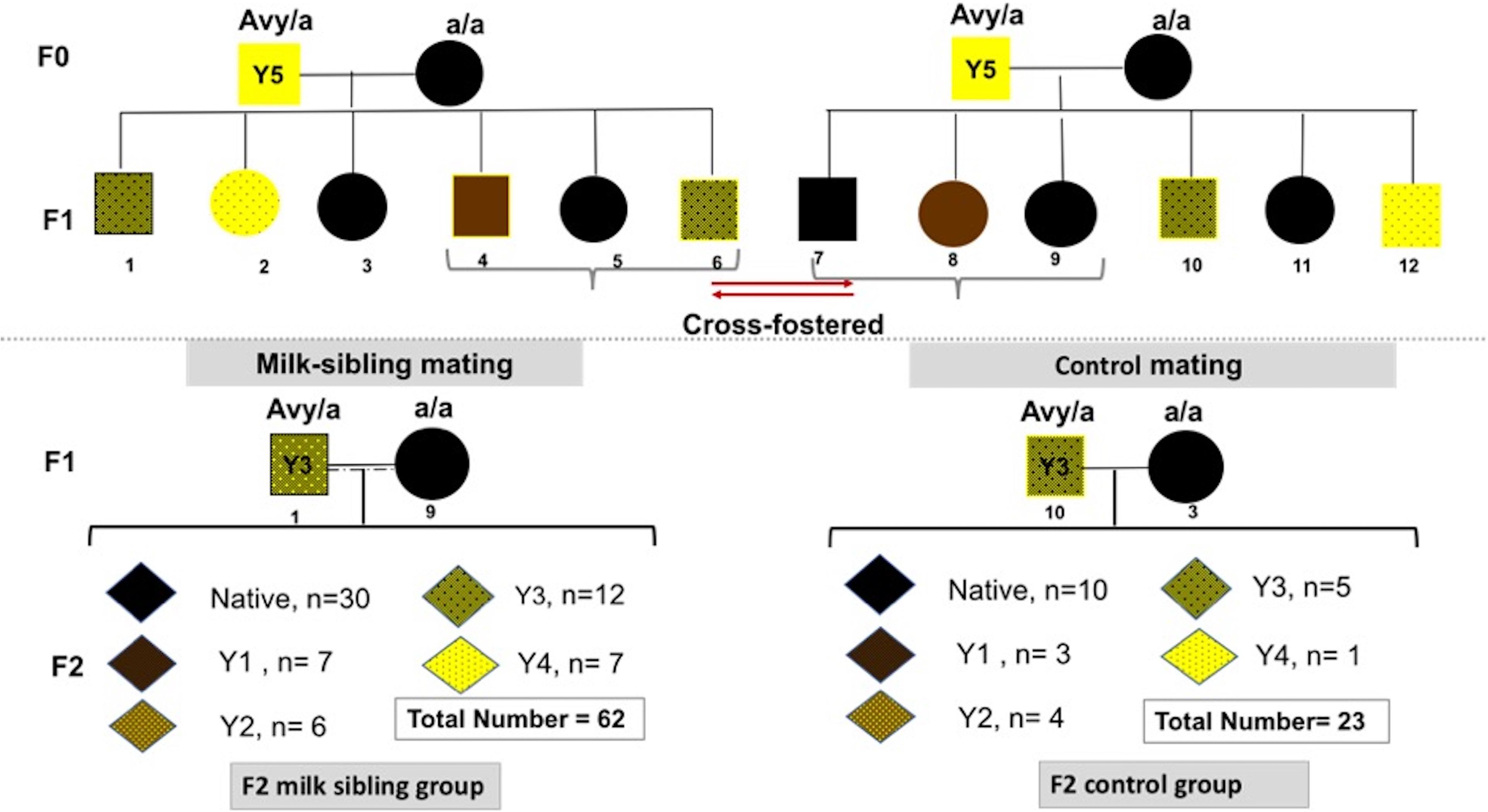 Frontiers Epigenetic Programming Through Breast Milk and Its Impact on Milk-Siblings Mating picture