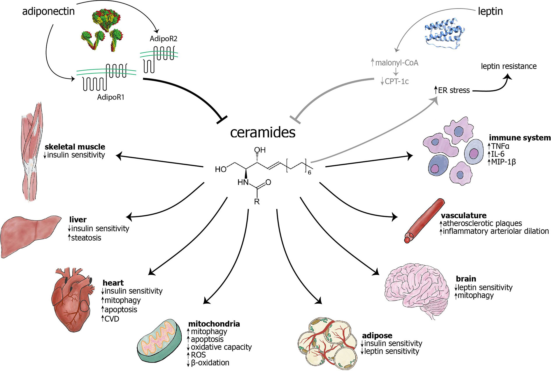 Frontiers The Role Of Ceramides In Diabetes And Cardiovascular