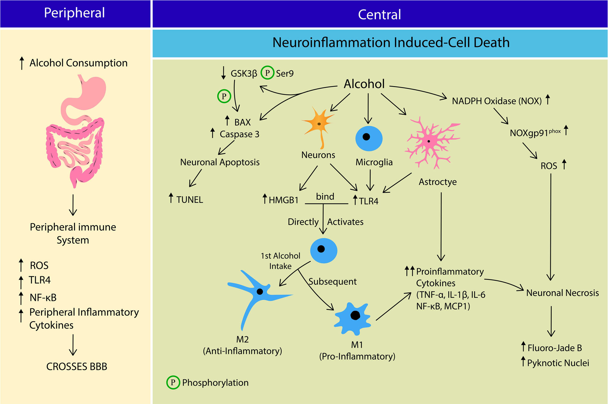 Игры токсик и генсуха текст. Токсис Nuum. Cell Death disease. Genetic component?. Excitotoxicity.