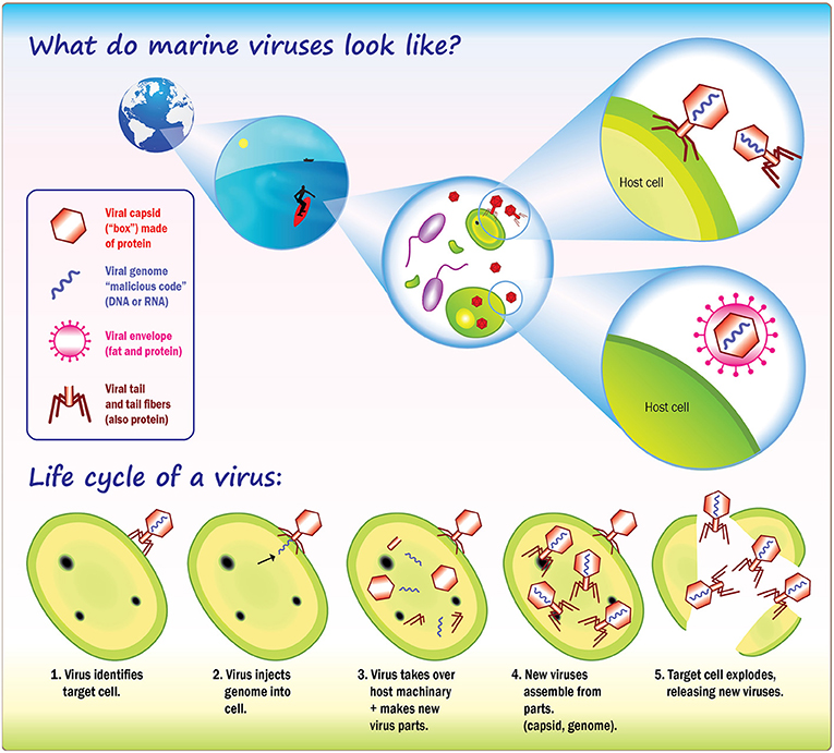 Viruses-Agents海洋·边界变化的年轻人 - 万博体育max官网登录