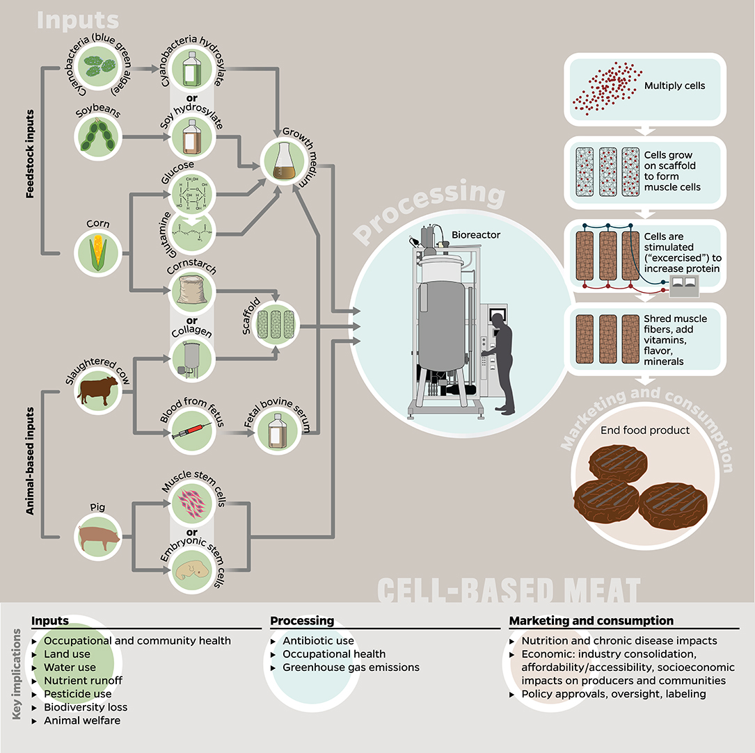 Recent Advances in the Processing and Manufacturing of Plant-Based Meat