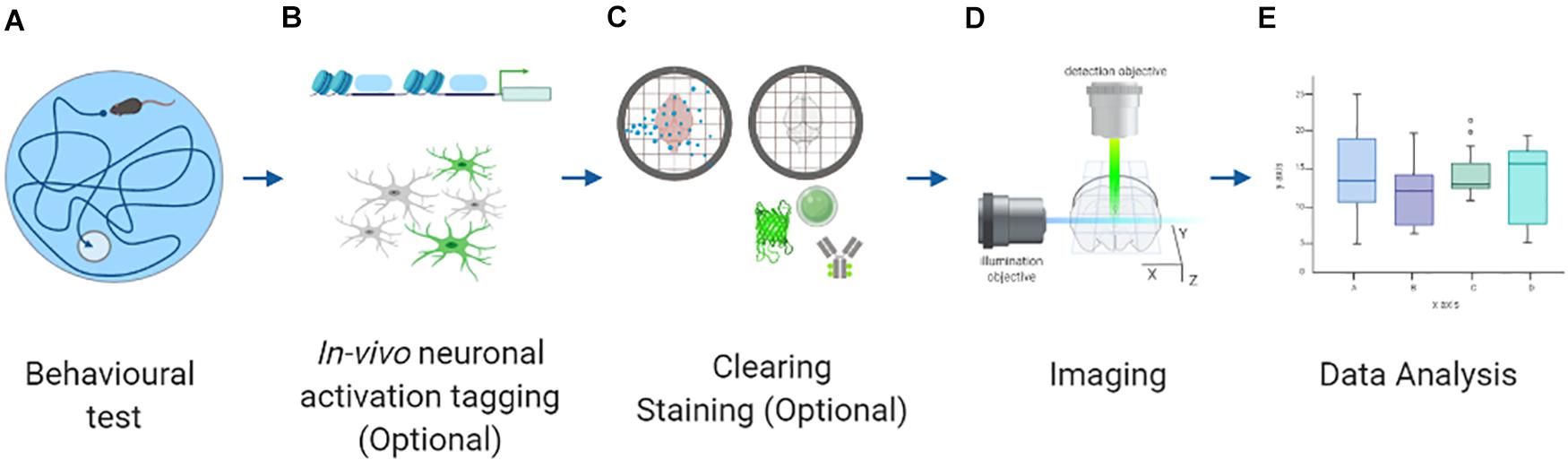 How can I measure brain acetylcholine levels in vivo? Advantages