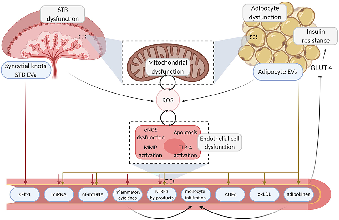 Assessment of endothelial damage and cardiac injury in a mouse