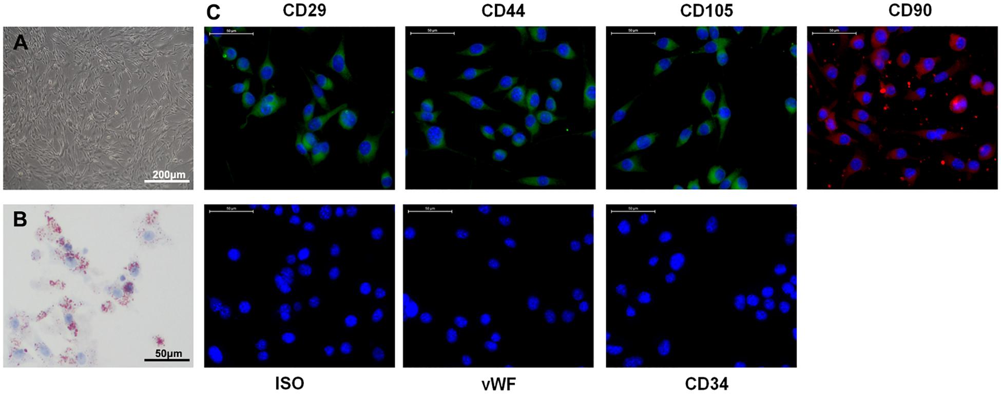 Frontiers Exosomes Derived From Circakap7 Modified Adipose Derived Mesenchymal Stem Cells Protect Against Cerebral Ischemic Injury Cell And Developmental Biology