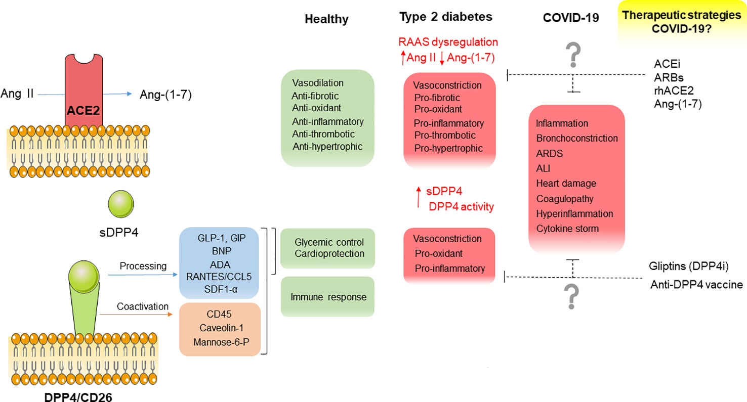 ACE inhibitors