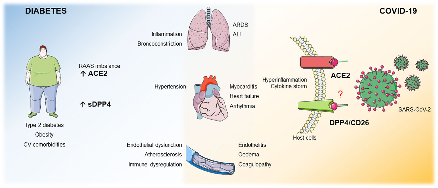 COVID-19: INTRANAZÁLIS PROISNULIN C PEPTID ESETTANULMÁNY