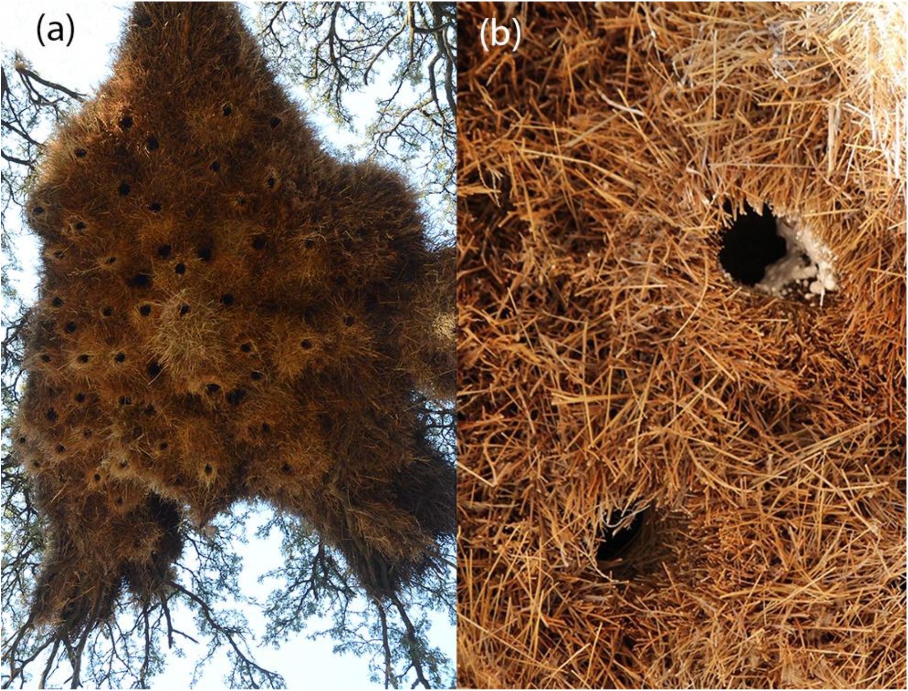 Frontiers  The Large Communal Nests of Sociable Weavers Provide Year-Round  Insulated Refuge for Weavers and Pygmy Falcons