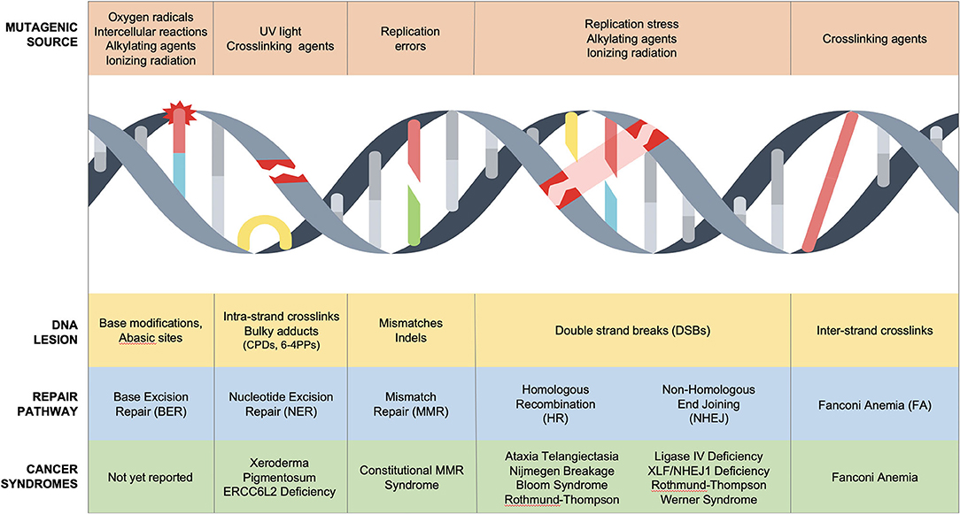 dna repair research paper