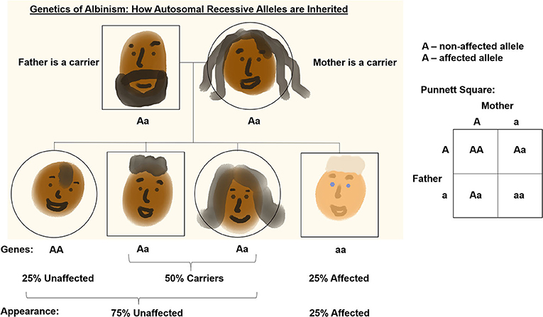 Figure 1 - How is an autosomal recessive condition like albinism passed from parents to children?