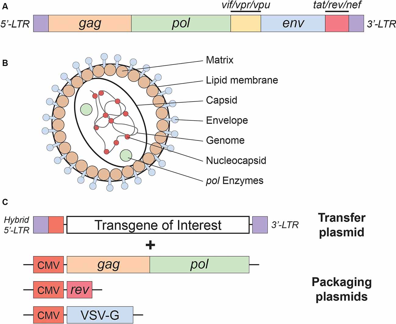 Plasmid designs for lentiviral vector (LV) production. (A)