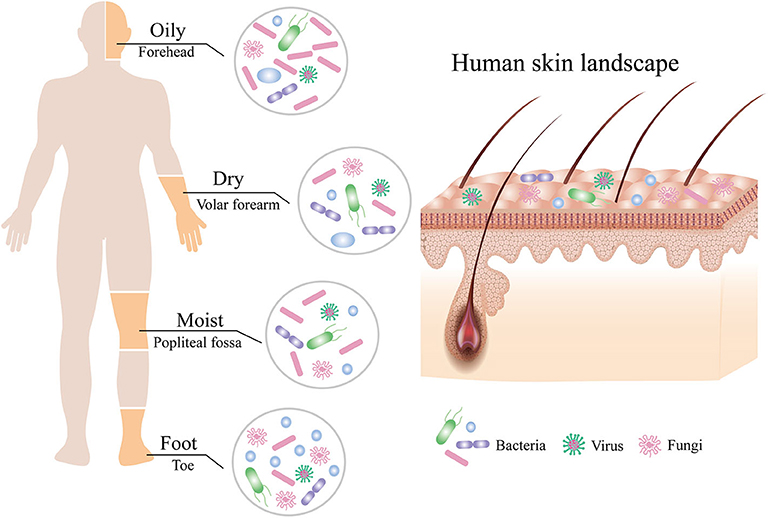 Staphylococcus aureus: A Blemish on Skin Immunity: Cell Host & Microbe