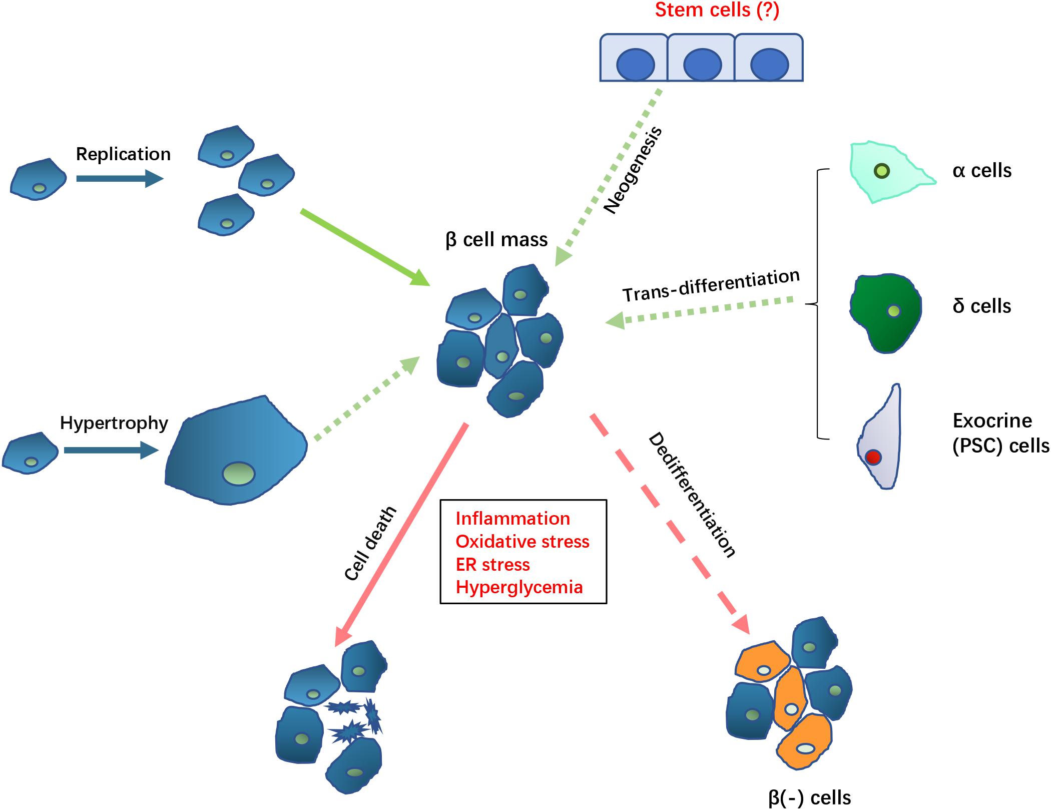 Frontiers Pathological Mechanisms In Diabetes Of The Exocrine Pancreas What S Known And What S To Know Physiology Frontiers Pathological Mechanisms In Diabetes Of The Exocrine Pancreas What S Known And What S To Know Physiology