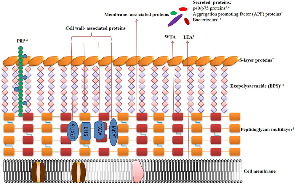 Vitaminok: Probiotic - 10 25 Billion probiotikum