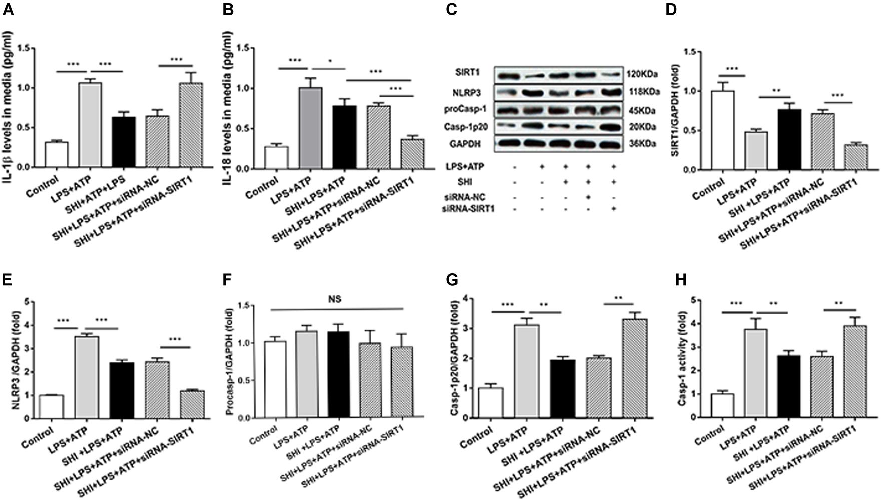 Frontiers | Shikonin Ameliorates LPS-Induced Cardiac