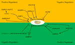 www.frontiersin.org
