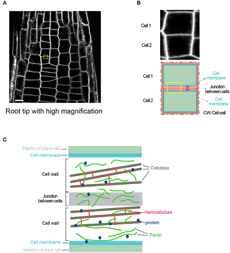 Figure 1 - Cell walls separate plant cells.