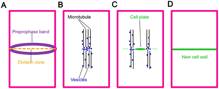 Figure 2 - Plant cytokinesis is completed by building a new cell wall.