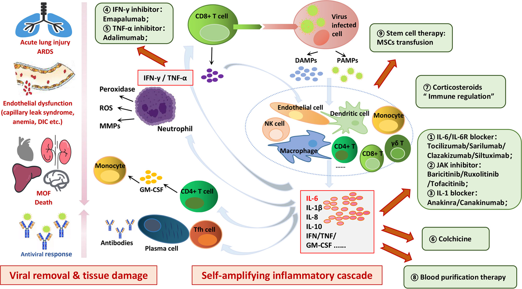 Calming the cytokine storm: Harnessing the power of stem cells to