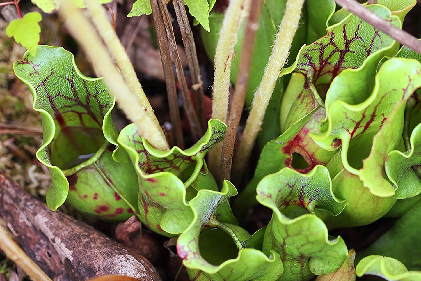 Plant resources. Саррацения риглиана. Карниворус растение. S. orbicularis var.purpurea. Purple Pitcher Plant.