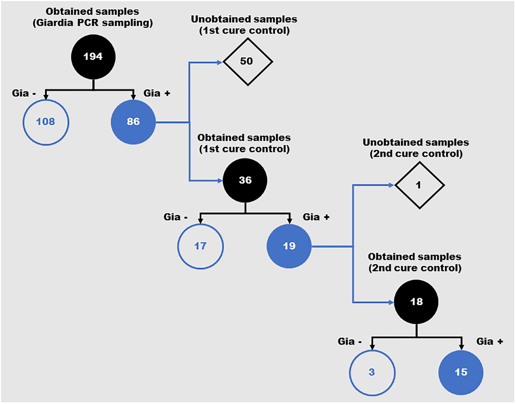 giardia reinfection