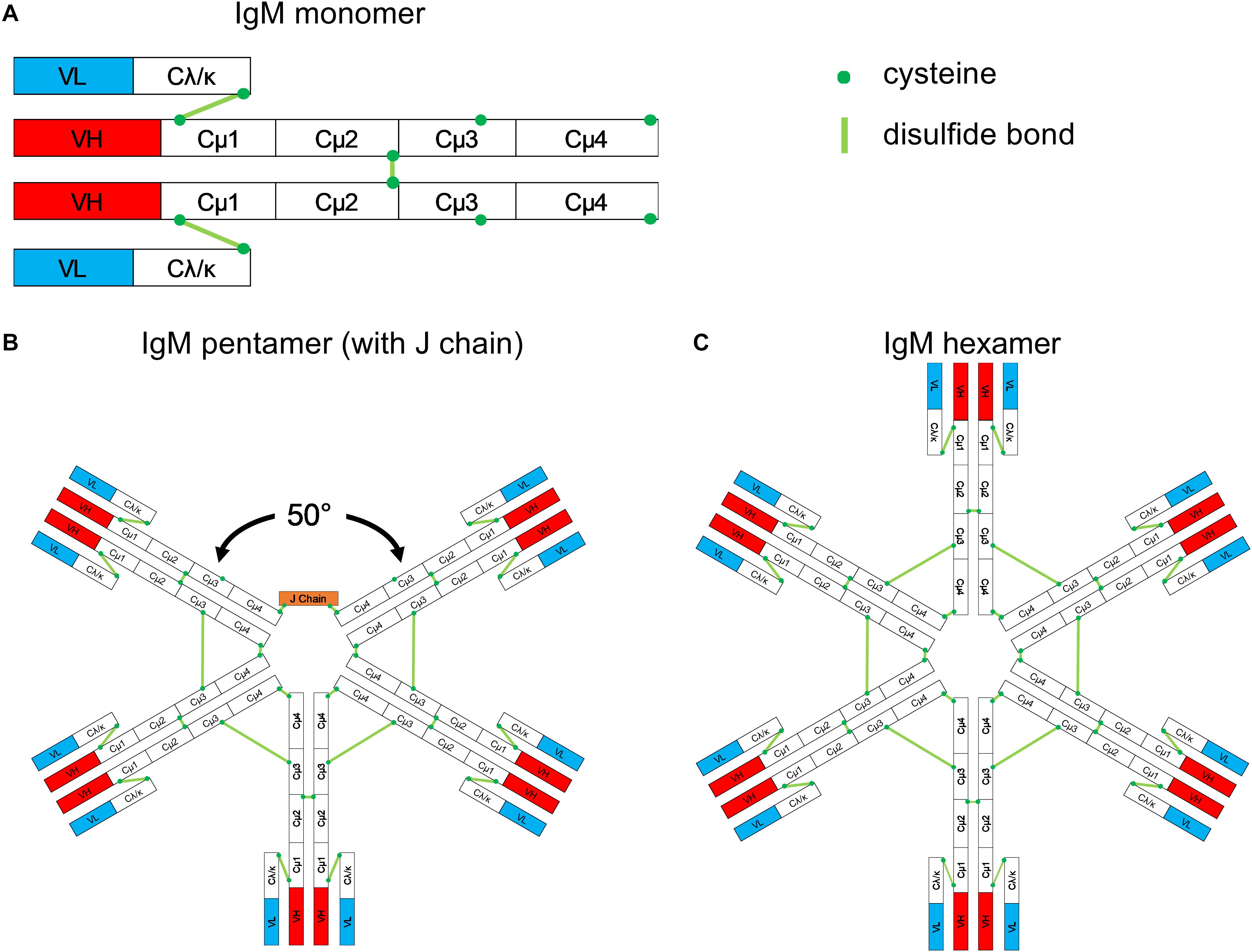 Frontiers Immunoglobulin M An Ancient Antiviral Weapon Rediscovered Immunology