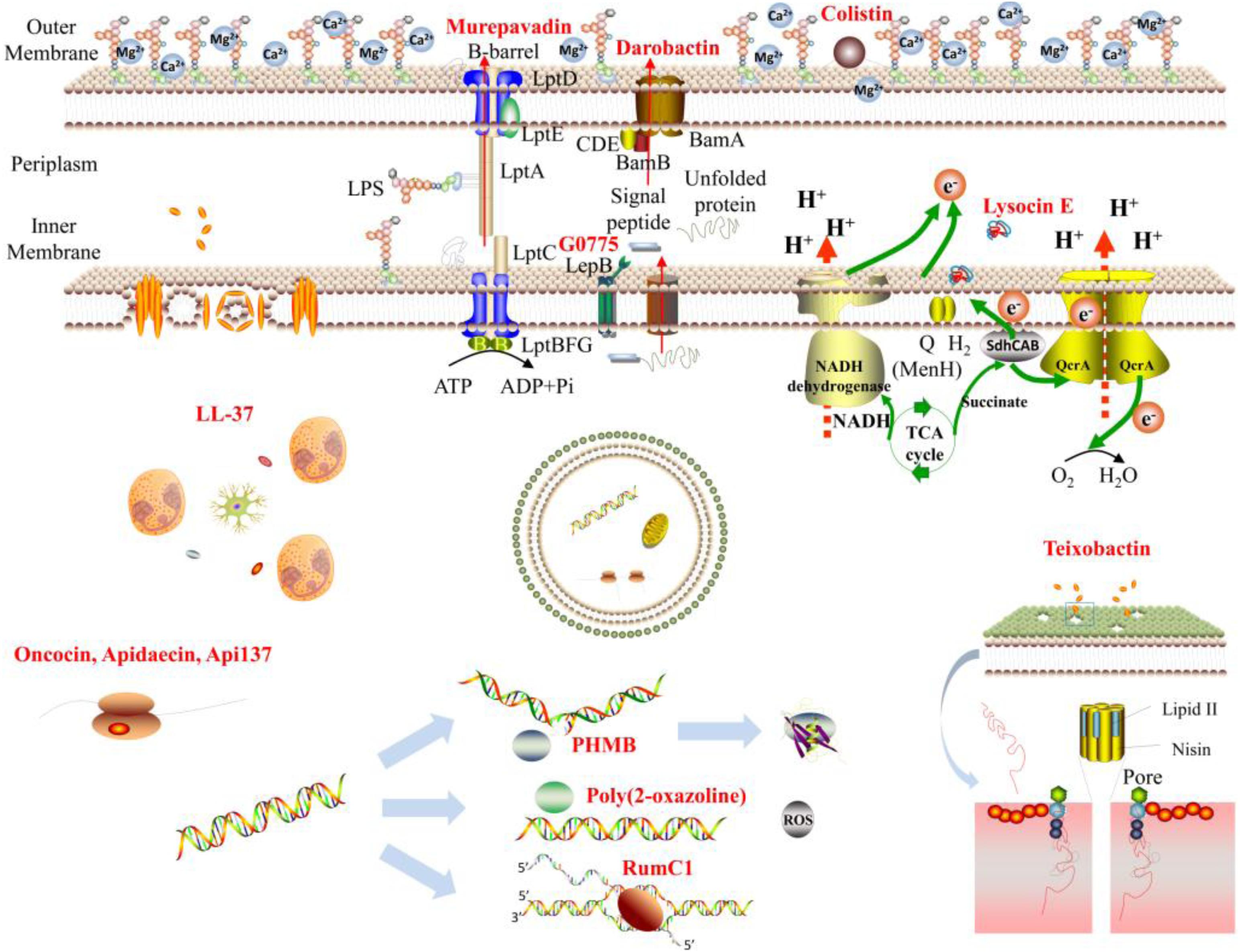 Antibacterial activity and antibiotic-modifying action of