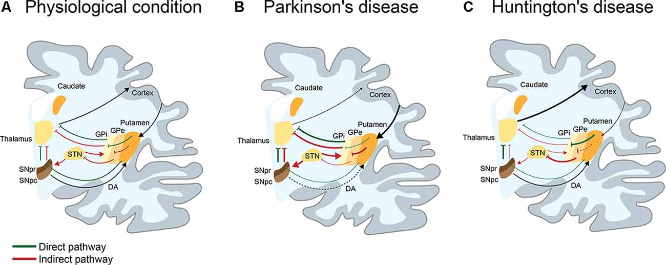 Frontiers On The Right Track To Treat Movement Disorders Promising