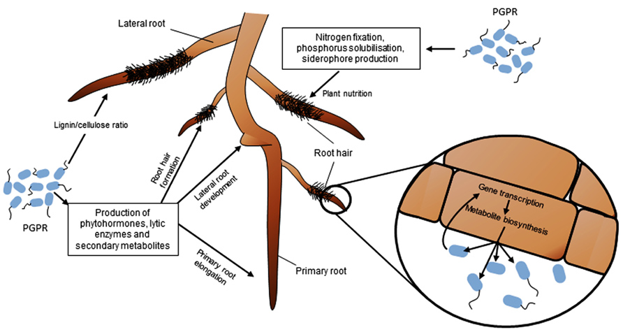 Plant growth-promoting rhizobacteria and root system functioning