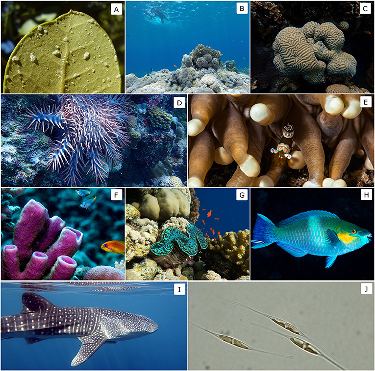 شكل 2 - التنوع الحيوي في البحر الأحمر (A) إفراز الملح تحت ورق المانجروف.