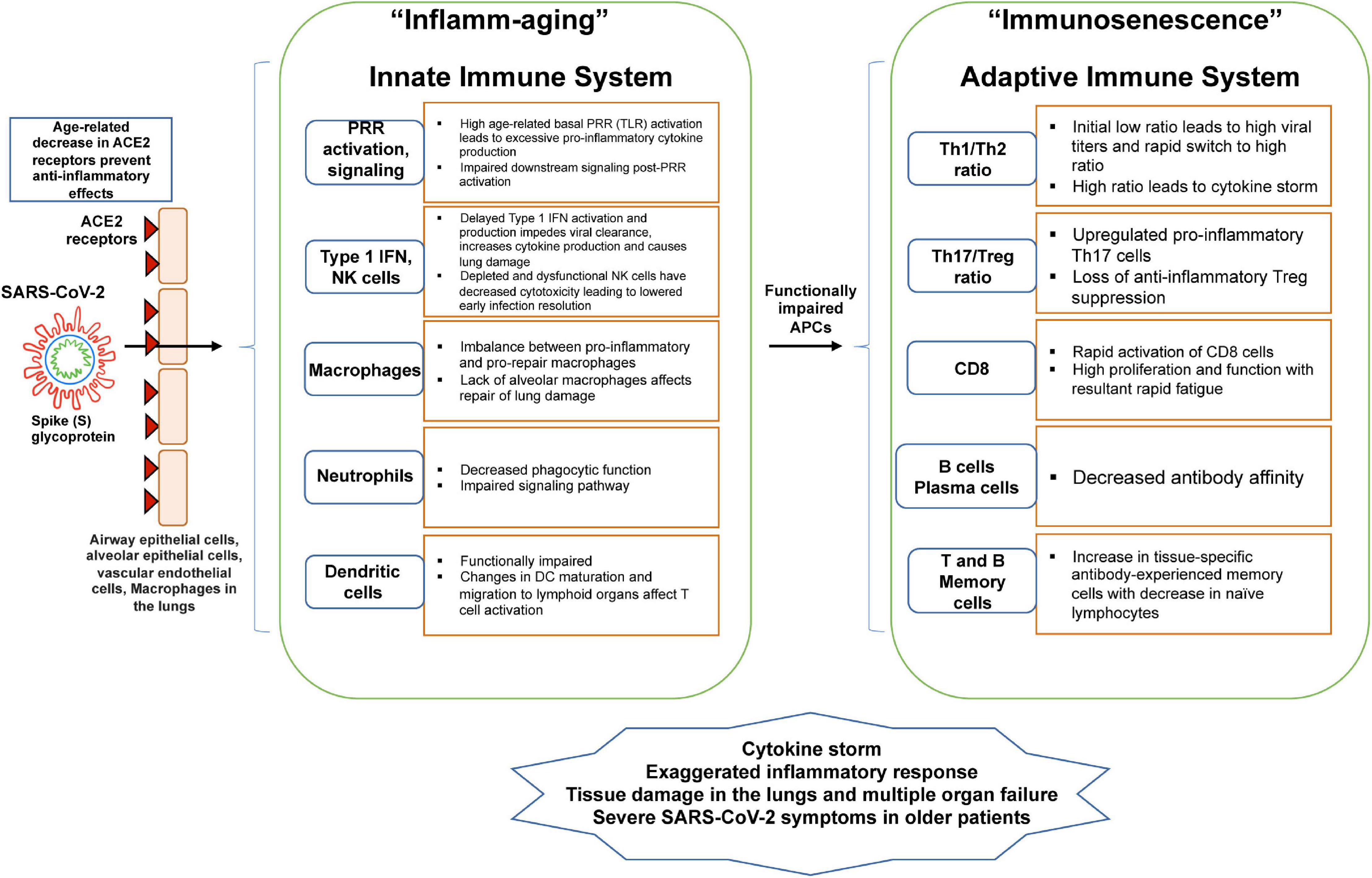 Frontiers Aging Immunity And Covid 19 How Age Influences The Host Immune Response To Coronavirus Infections Physiology