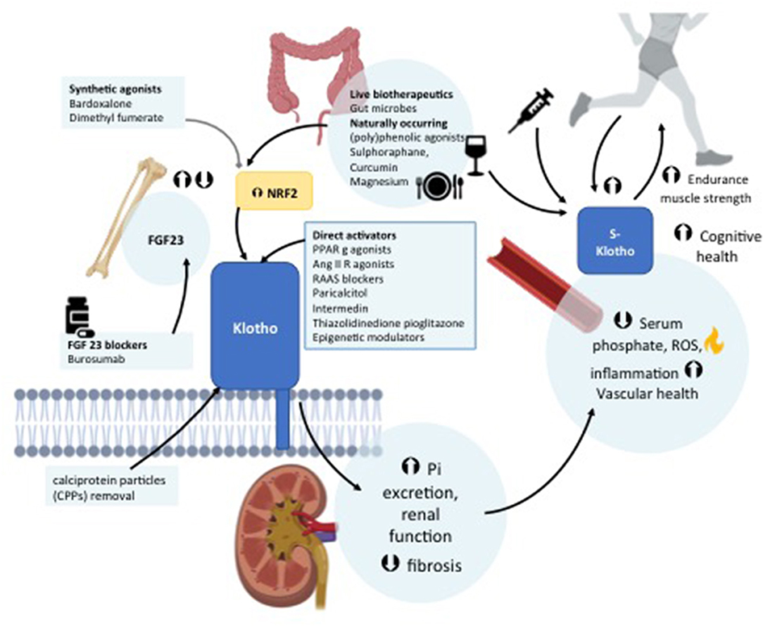 Klotho: a tumor suppressor and a modulator of the IGF-1 and FGF pathways in human breast cancer.