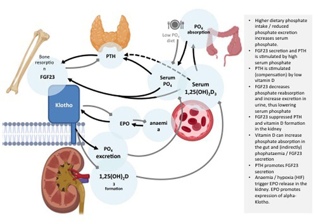 Terapia Antiimbatranire | PDF