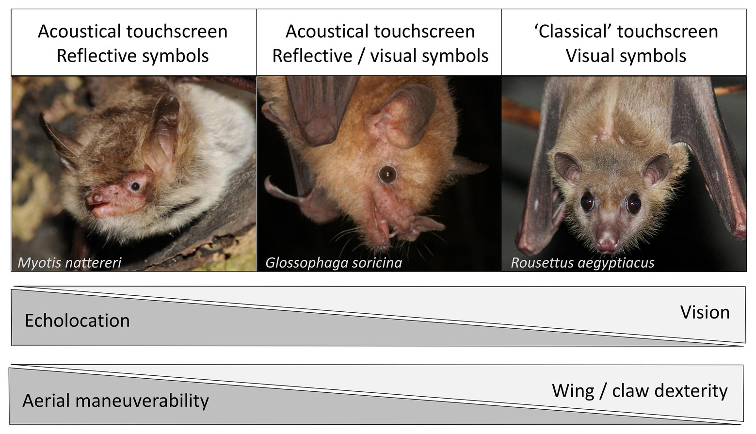 Bat Exclusion Process - Step-By-Step