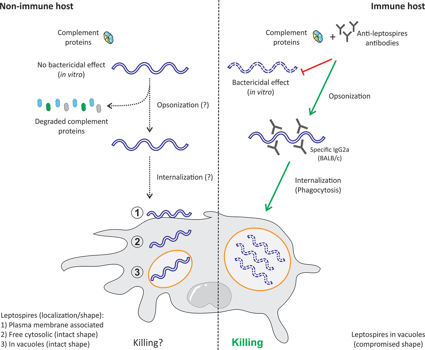 Frontiers | Phagocyte Escape of Leptospira: The Role of TLRs and NLRs
