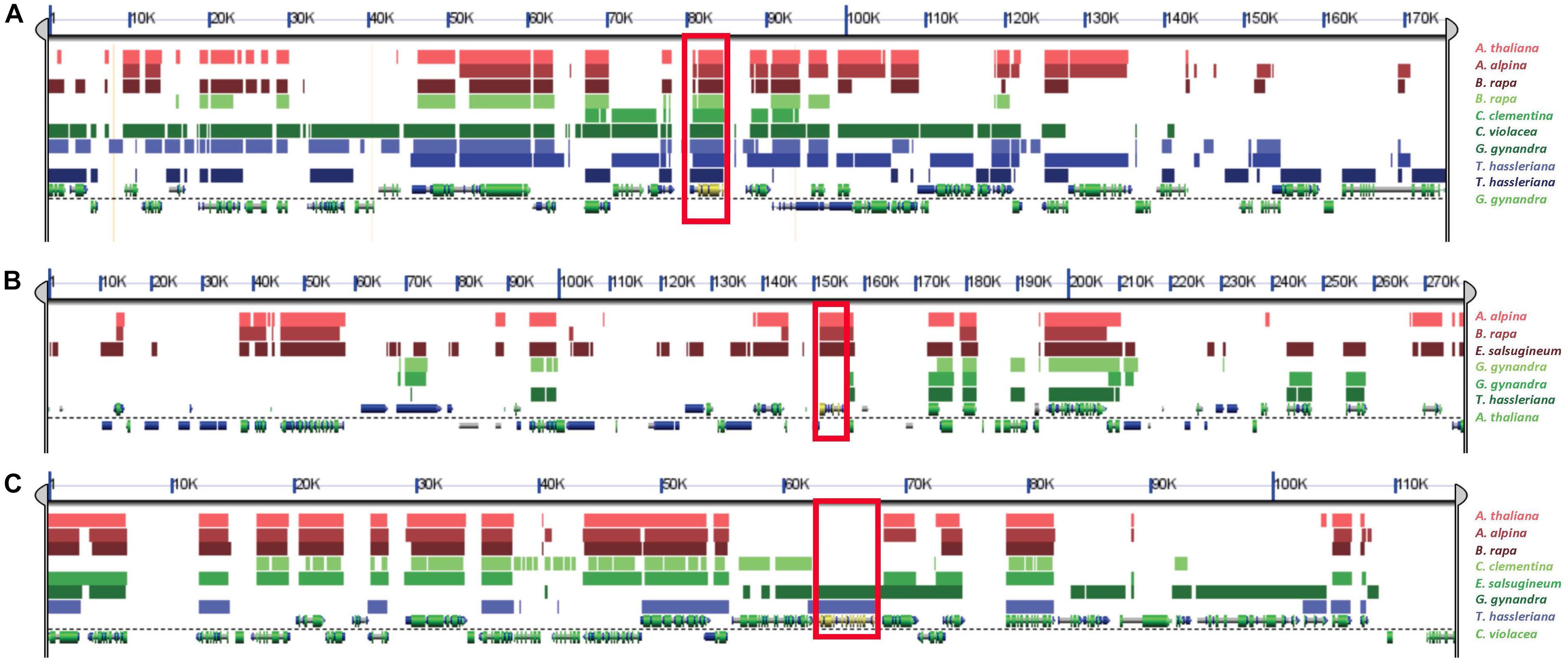 Frontiers | Independent Recruitment of Duplicated β-Subunit-Coding NAD ...