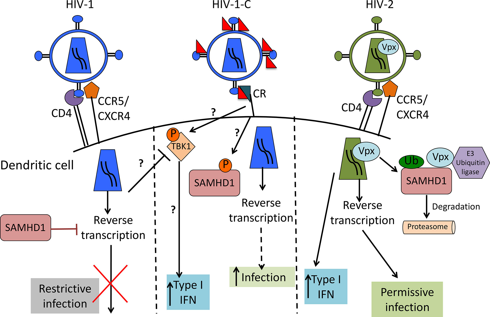 Hiding in Plain Sight: How HIV Evades Innate Immune Responses: Cell