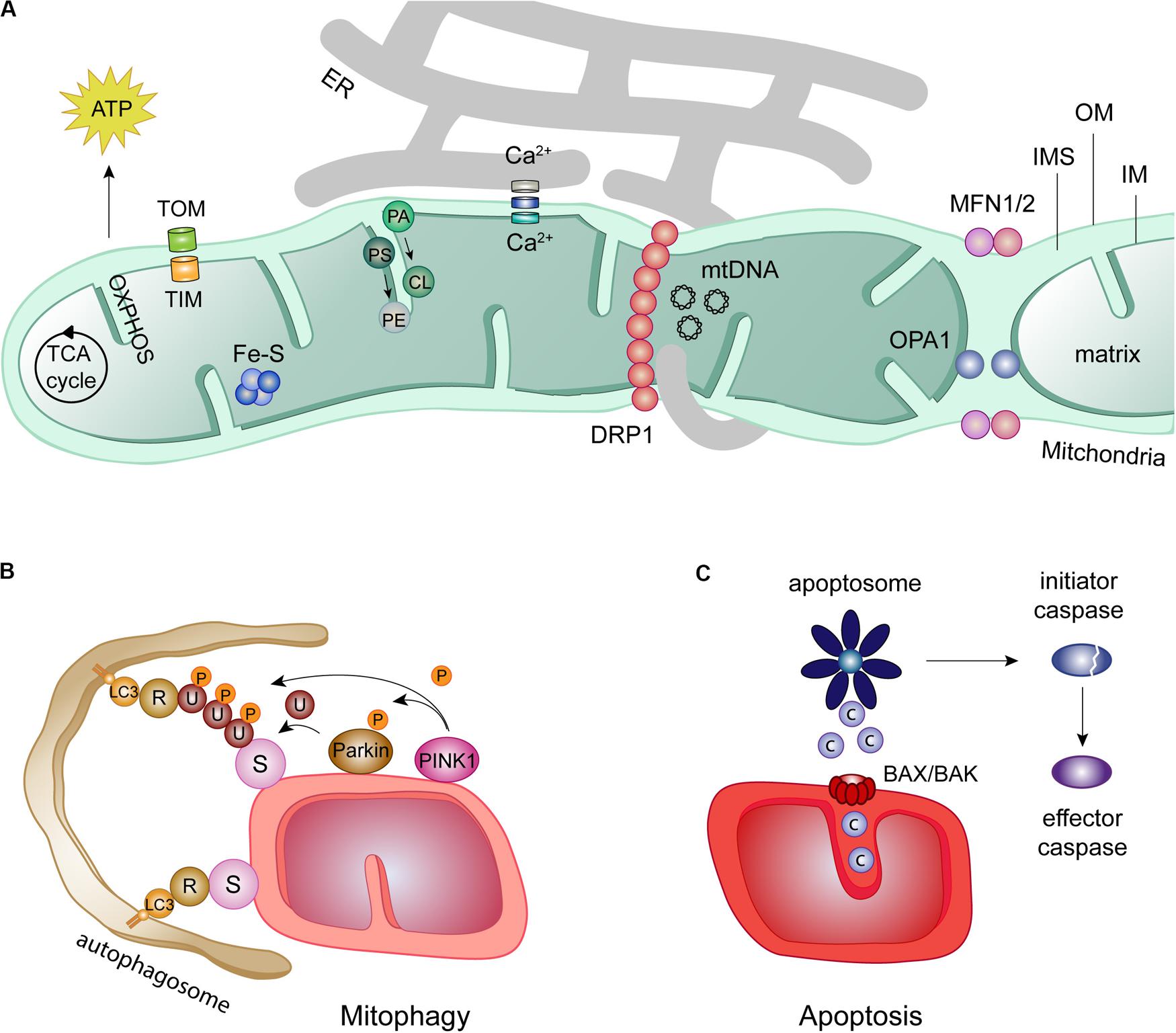 Frontiers | Role of Mitofusins and Mitophagy in Life or Death Decisions