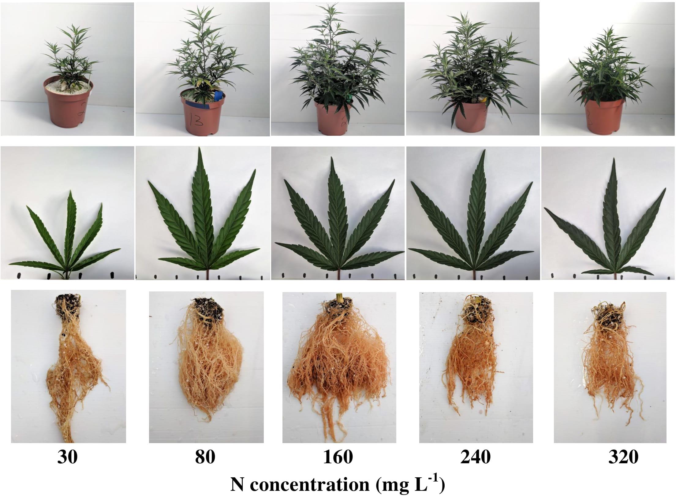 marijuana deficiency chart