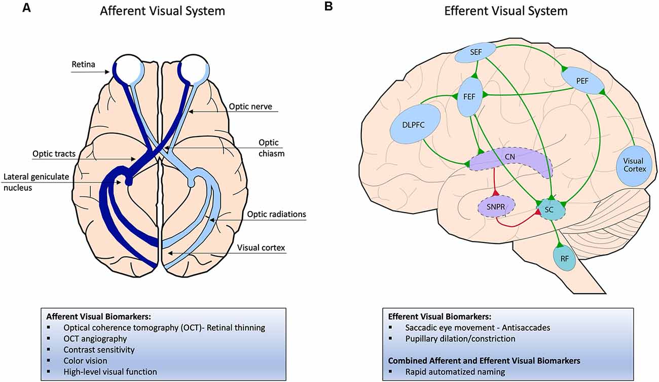 Reorganizations of latency structures within the white matter from