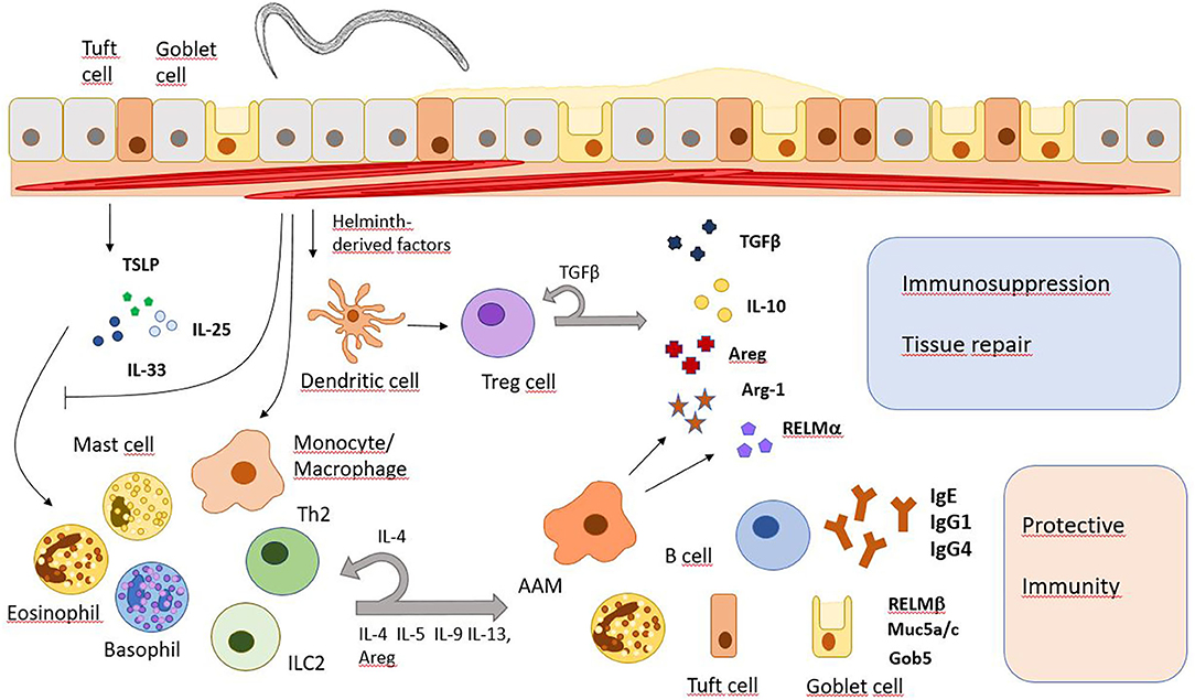 Transcriptional patterns of sexual dimorphism and in host developmental  programs in the model parasitic nematode Heligmosomoides bakeri, Parasites  & Vectors