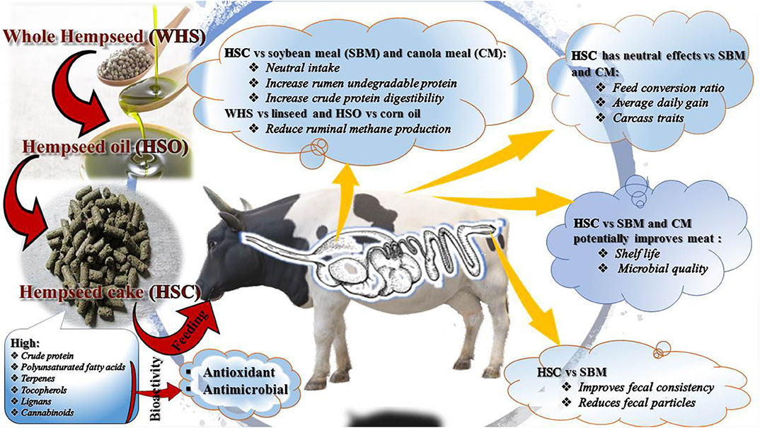 Frontiers | Bioavailability and Bioefficacy of Hemp By-Products in Ruminant  Meat Production and Preservation: A Review