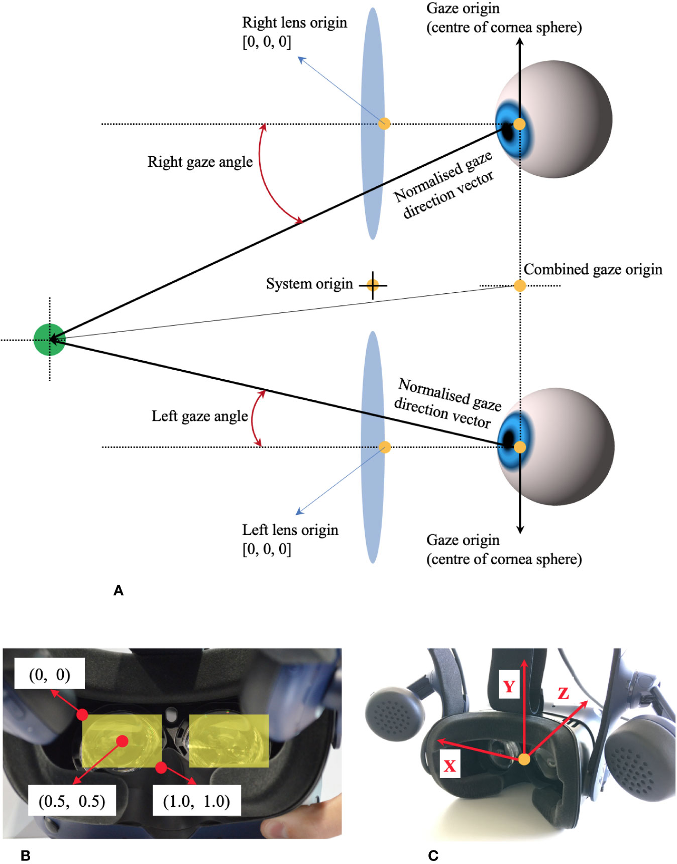 Frontiers | Saccadic Movements With Head-Mounted Display Virtual Reality Technology