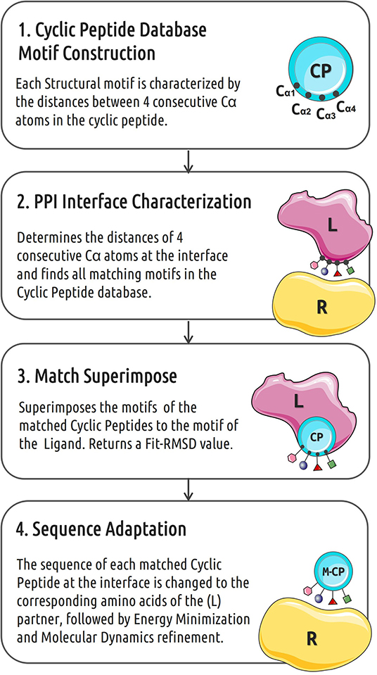 Exploring the Specificity of Rationally Designed Peptides