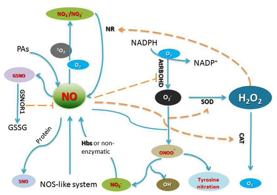 Modification of DNA structure by reactive nitrogen species as a result of 2-methoxyestradiol–induced  neuronal nitric oxide synthase uncoupling in metastatic osteosarcoma cells  - ScienceDirect