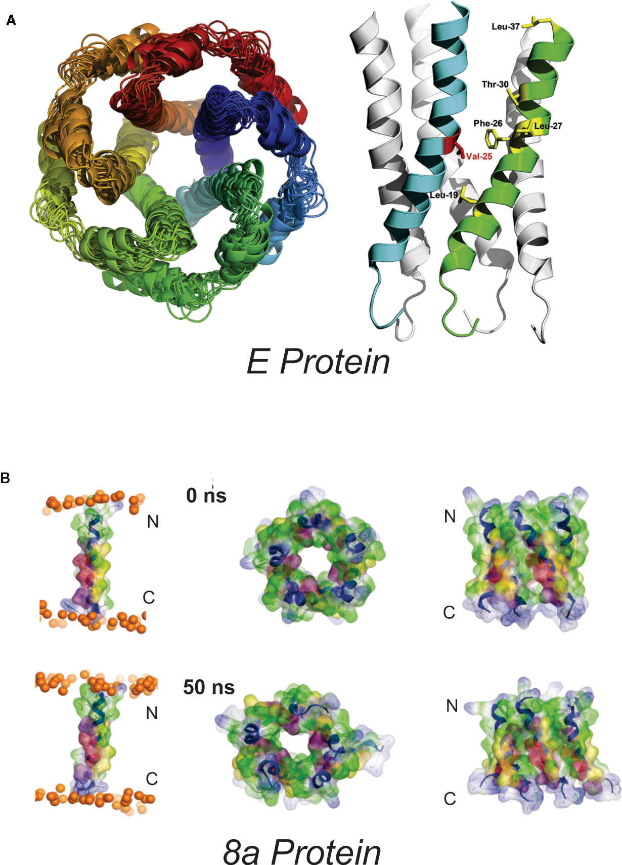 Frontiers  Understanding the Role of SARS-CoV-2 ORF3a in Viral