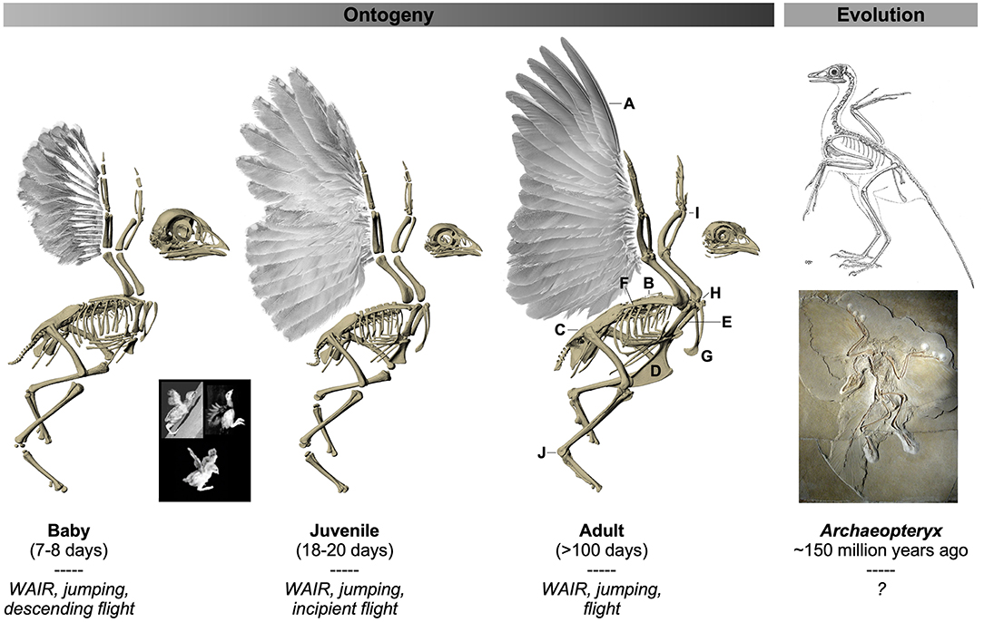 File:Modern bird-Archaeopteryx featers comparison 01.JPG - Wikipedia