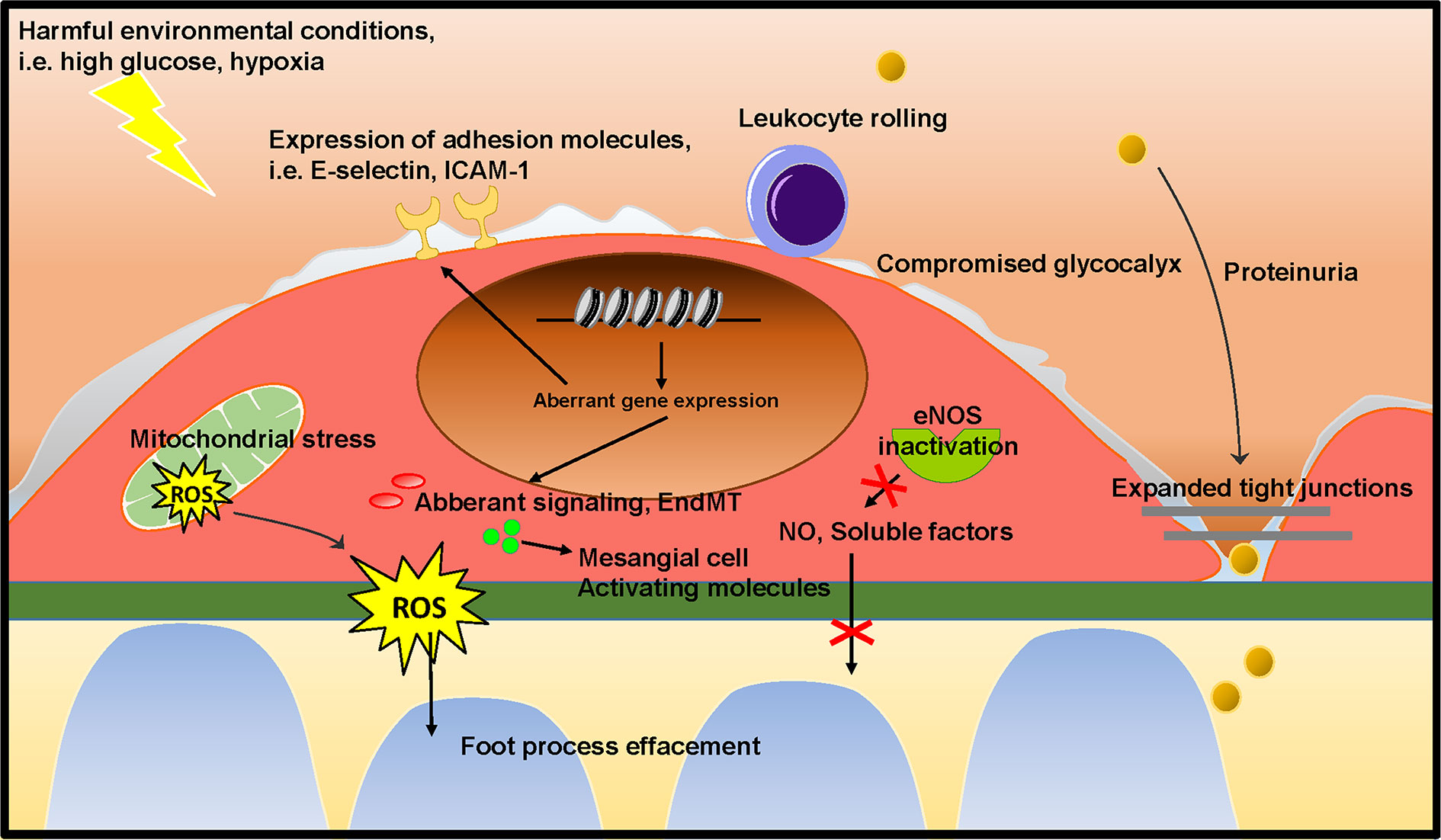 Climatic conditions Италия. Environmental conditions. Ambient conditions. Dolipid Stage is loss of glycocalyx on endotheliocytes. Such conditions