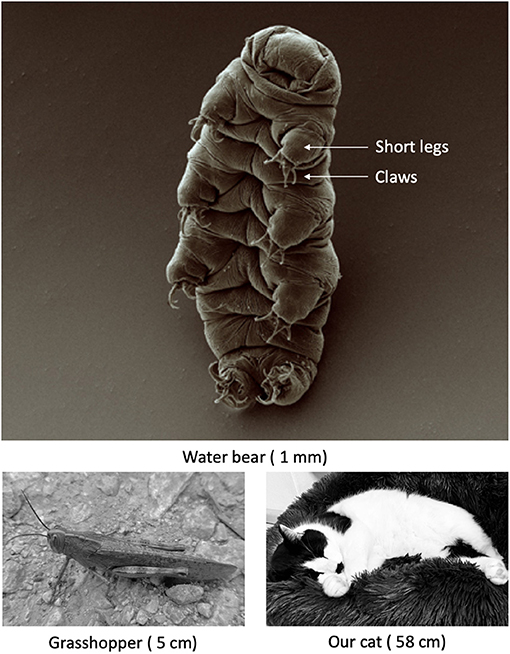 Figure 1 - Water bears, also called tardigrades, are extremely small compared to other animals.